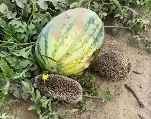 荷兰网红吃瓜视频大全集,揭秘荷兰网红圈那些事儿