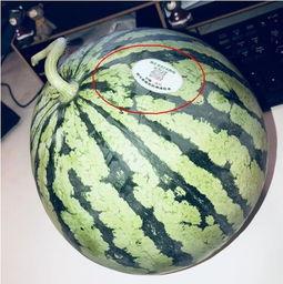 今日网红吃瓜,揭秘娱乐圈最新热点事件