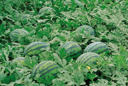 昆明某网红吃瓜群微信